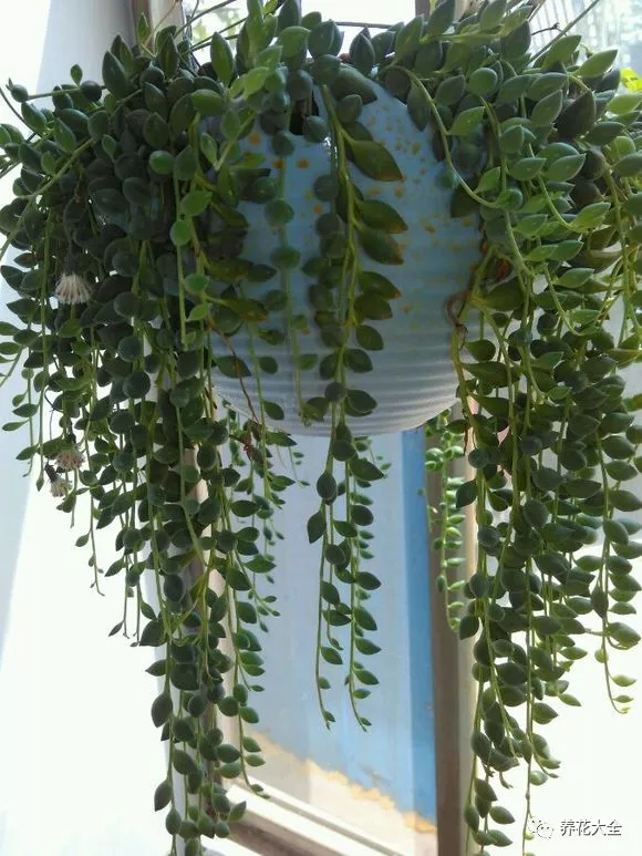 冰燈玉露怎么繁殖，冰燈玉露怎么爆盆?