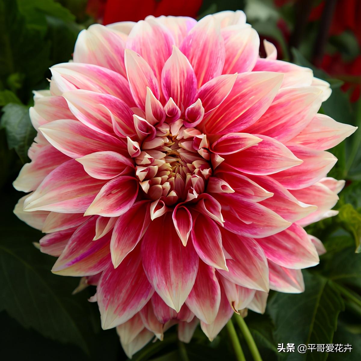 大麗花怎么過(guò)冬，冬天用挖出來(lái)嗎，大麗花能活幾年?