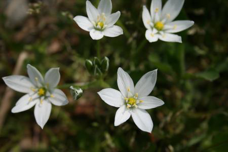 虎眼萬(wàn)年青怎么造型，造型圖片?