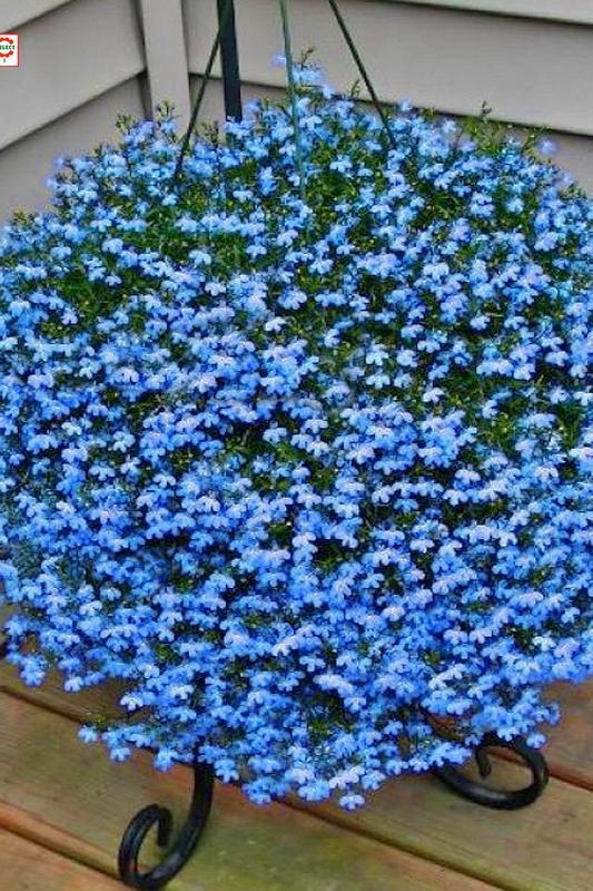 百萬(wàn)小鈴的扦插方法，小木槿扦插多久生根?