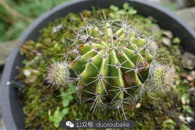 多肉白鳥(niǎo)怎么施肥，白鳥(niǎo)多肉爆盆?