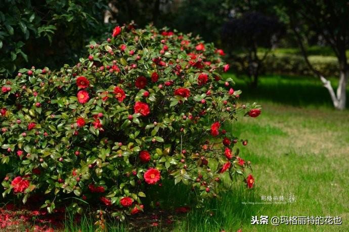 如何使茶梅在圣誕開(kāi)花，茶梅開(kāi)白花怎么辦?