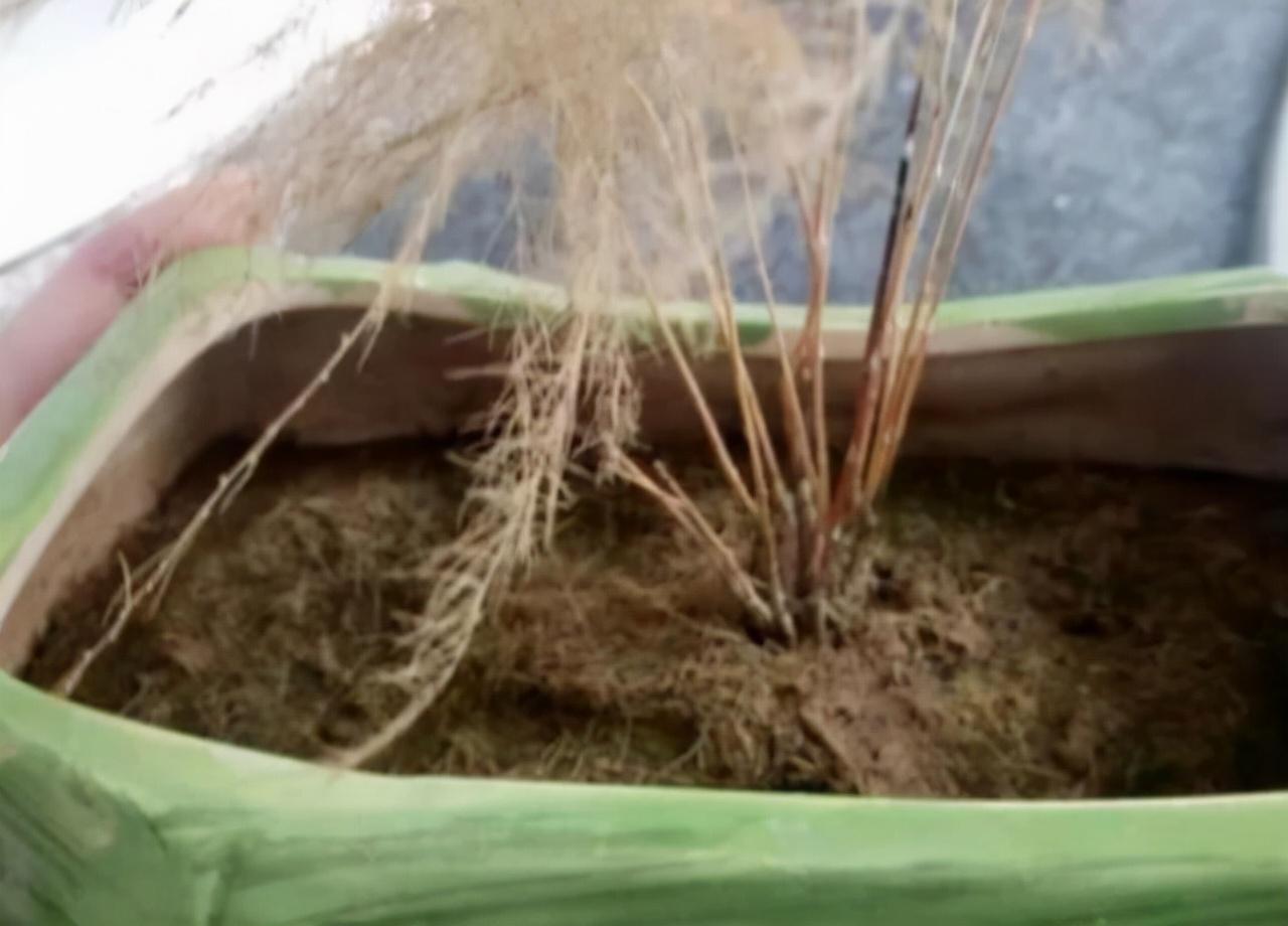 不夜城的分株繁殖，蝴蝶蘭是怎么繁殖的?