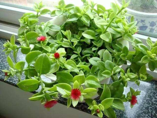 怎么讓牡丹吊蘭爆盆，怎么扦插，牡丹吊蘭水培圖片?