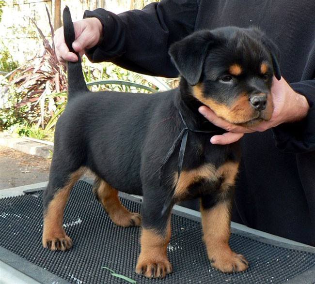 狗狗吃了生玉米怎么辦(狗狗玉米能吃么)