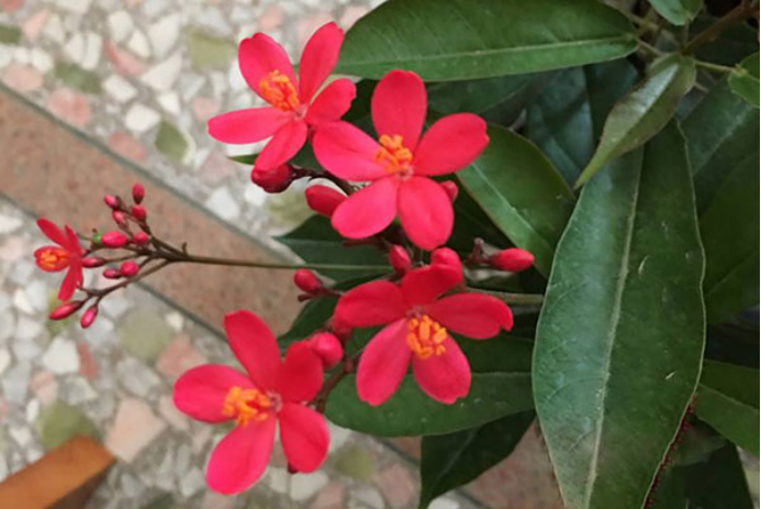 百合沒(méi)有陽(yáng)光能開(kāi)花嗎，花期需要曬太陽(yáng)嗎，什么花常年開(kāi)花又耐陰?