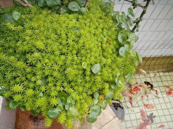 薄雪萬(wàn)年草怎么過(guò)冬，薄雪萬(wàn)年草和佛甲草區別?