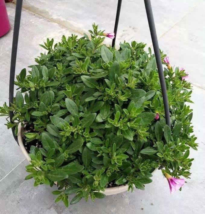 百萬(wàn)小鈴怎么修剪，如何快速復花，小玫瑰花謝了怎么修剪?