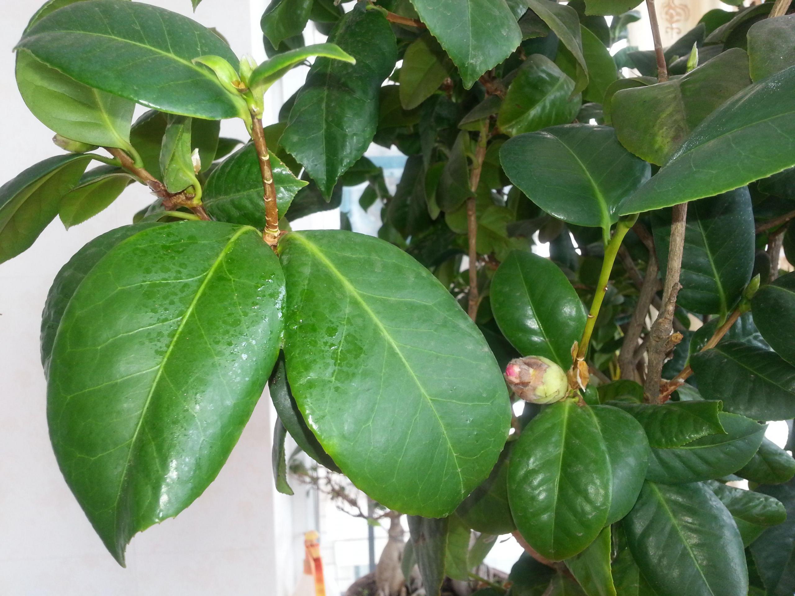 茶花換盆后掉葉怎么辦，茶花怎么服盆，茶花葉子掉光了能活嗎?