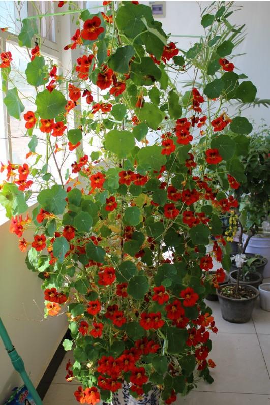 百萬(wàn)小鈴的扦插方法，小木槿扦插多久生根?