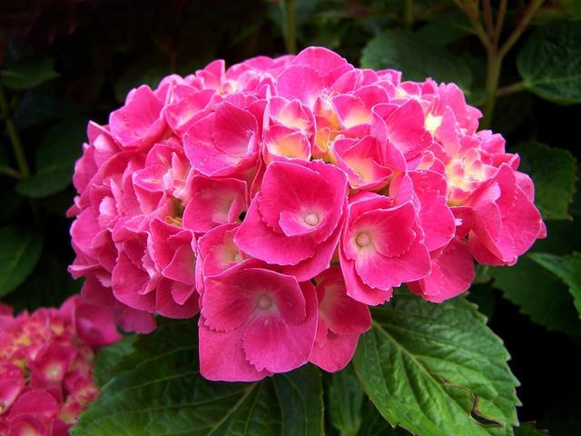 八仙花怎么繁殖，八仙花的養殖方法和注意事項?