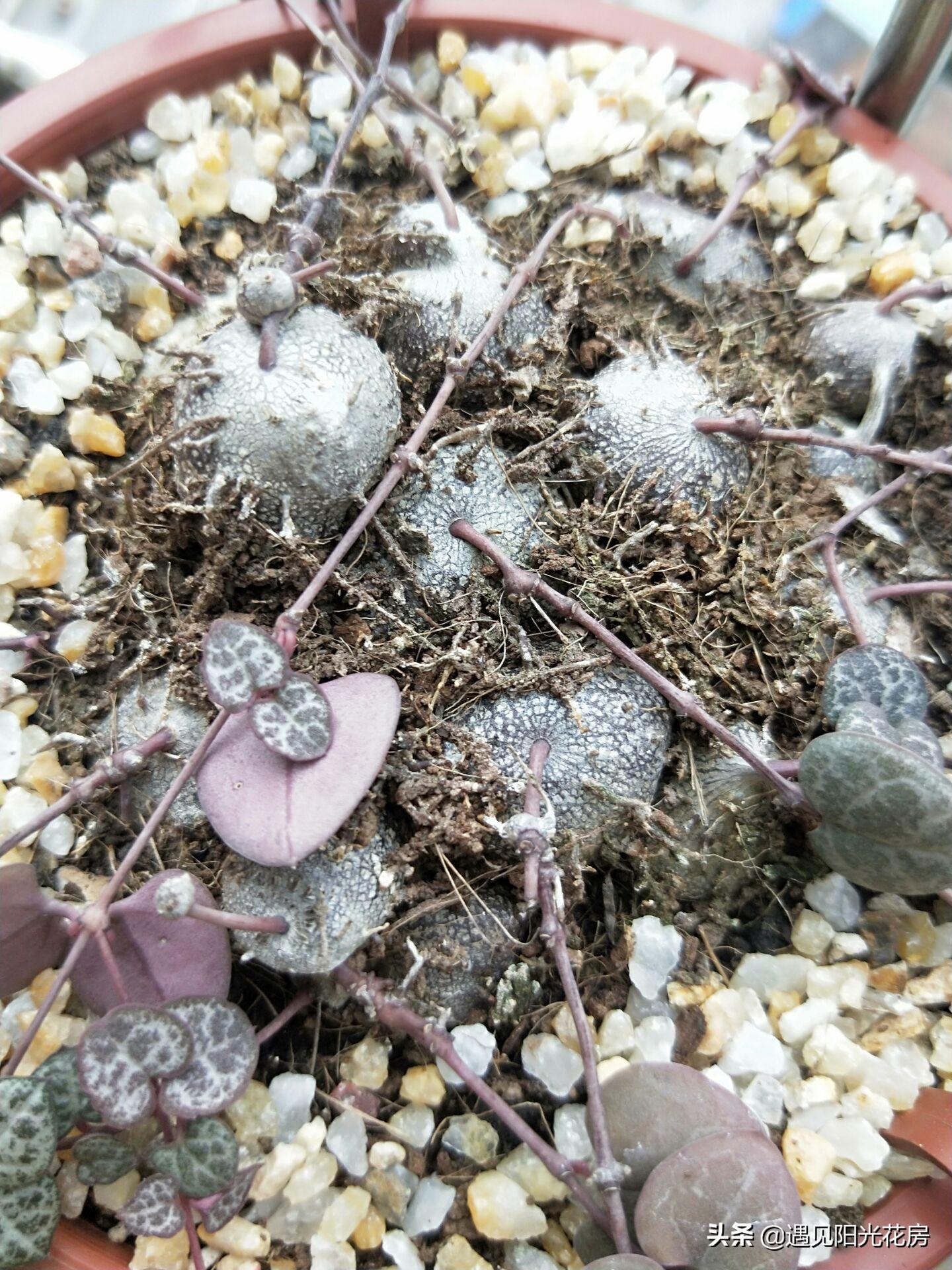 愛(ài)之蔓開(kāi)花嗎，開(kāi)花蔓 范?