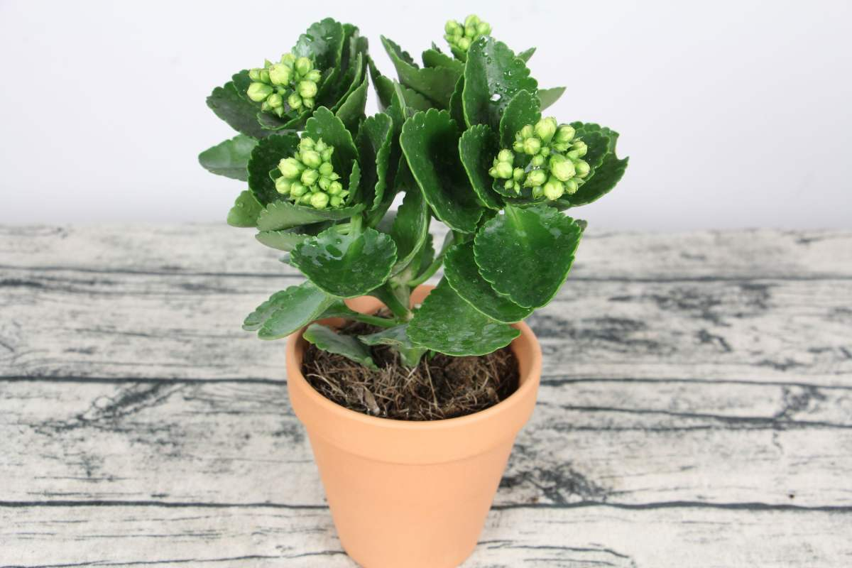 長(cháng)壽花是草本還是木本，怎樣給長(cháng)壽花施肥，長(cháng)壽花是草本嗎?