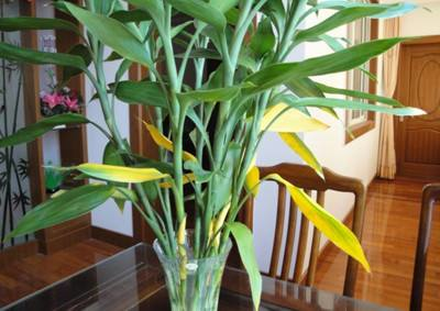 怎么讓富貴竹安全過(guò)冬，凍傷了怎么辦，如何讓富貴竹長(cháng)得粗壯?