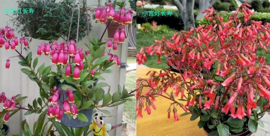落地生根怎么養才能開(kāi)花，長(cháng)壽花怎么養才能爆盆?