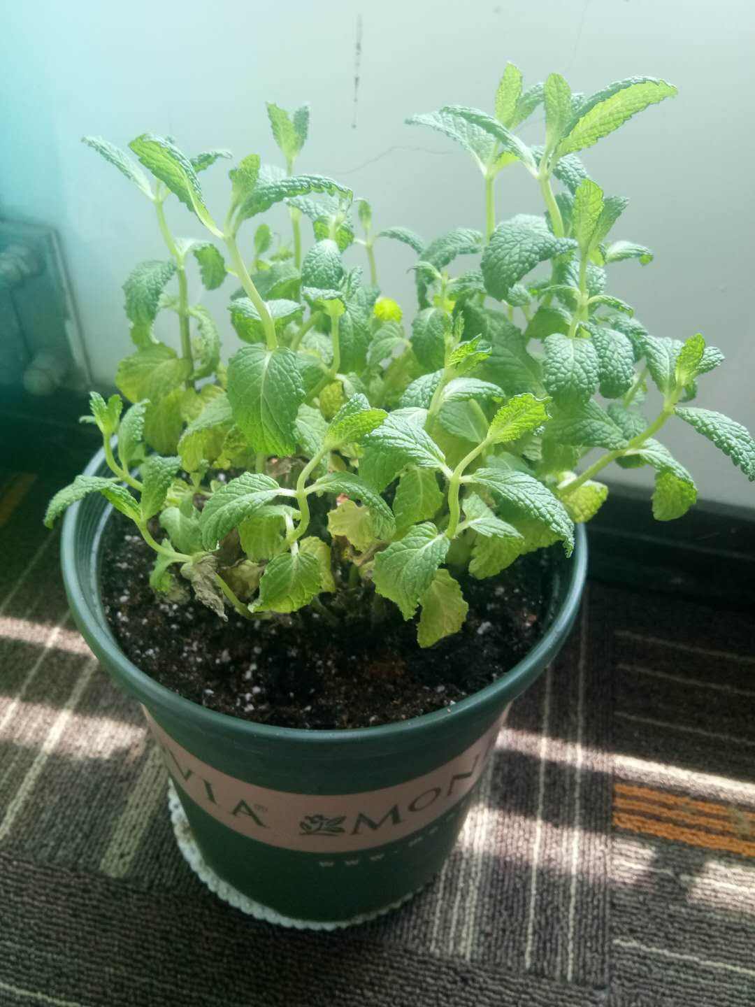 薄荷播種方法和時(shí)間，薄荷可以一年四季種嗎，薄荷四季常青嗎?