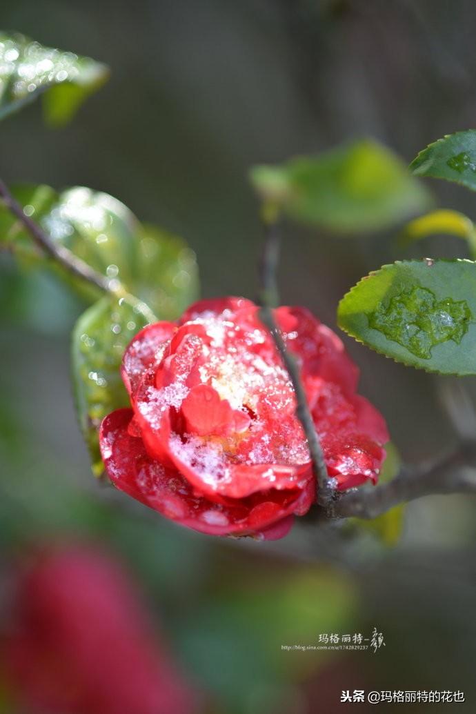 如何使茶梅在圣誕開(kāi)花，茶梅開(kāi)白花怎么辦?