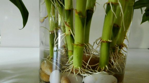 富貴竹換盆注意事項，富貴竹換盆什么時(shí)候，富貴竹土培的養殖方法?