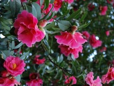 茶花播種到開(kāi)花的時(shí)間，茶花播種時(shí)間，茶花為什么花苞不開(kāi)花?