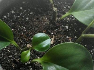 豆瓣綠冬天可以扦插嗎，豆瓣綠10月份可以扦插嗎?