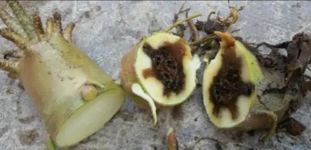 不夜城的分株繁殖，蝴蝶蘭是怎么繁殖的?