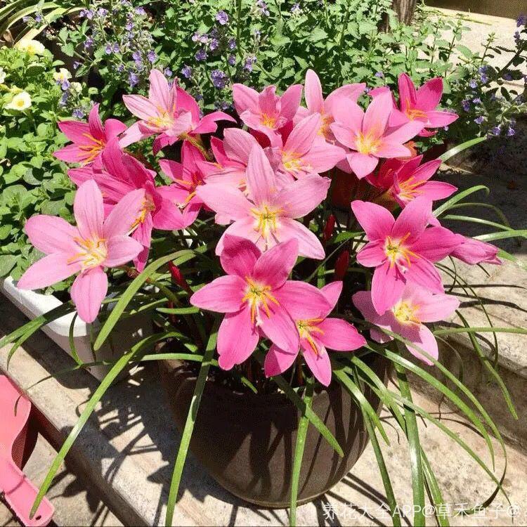 蔥蘭什么時(shí)候開(kāi)花，蔥蘭和韭蘭的區別?