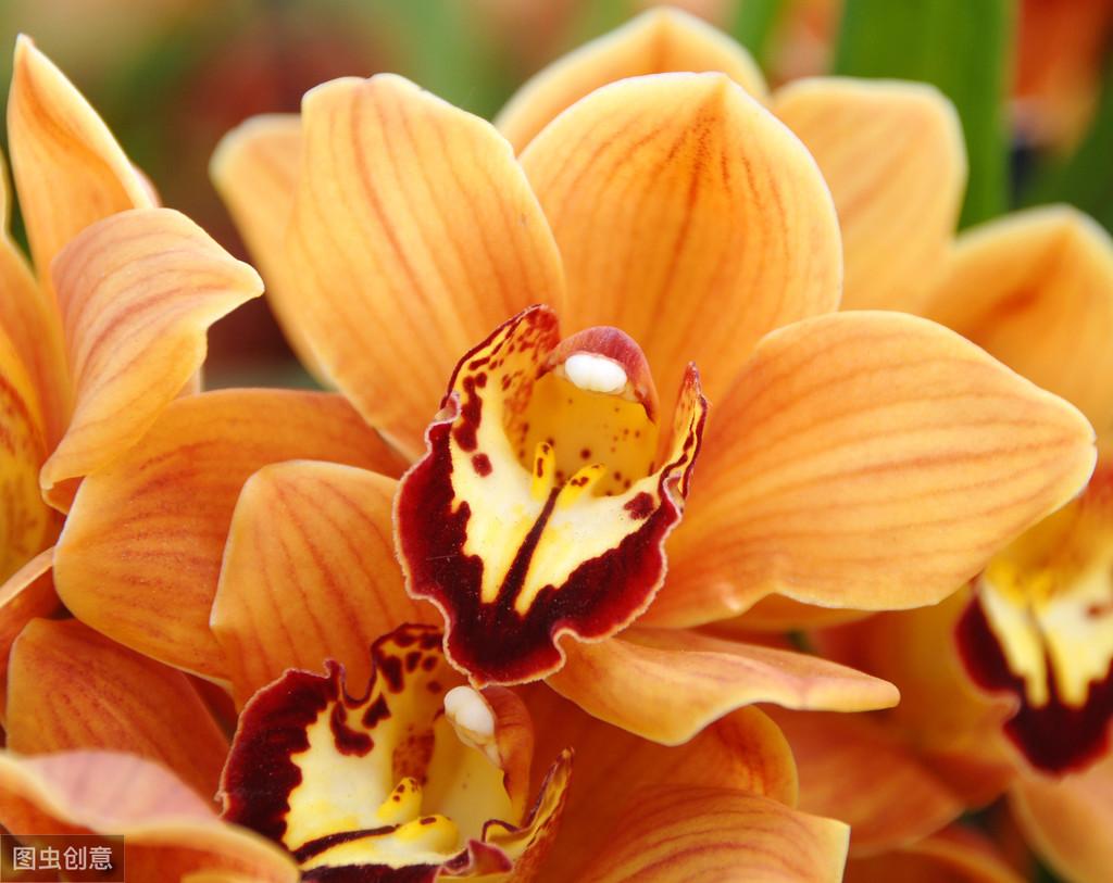 大花蕙蘭出花苞后如何管理，有花苞了怎么澆水，花在開(kāi)花期如何澆水?