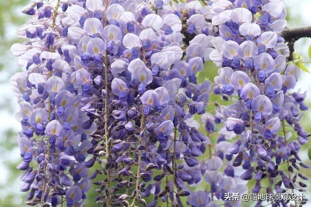 長(cháng)春蔓開(kāi)花嗎，長(cháng)春蔓和常春藤一樣嗎?