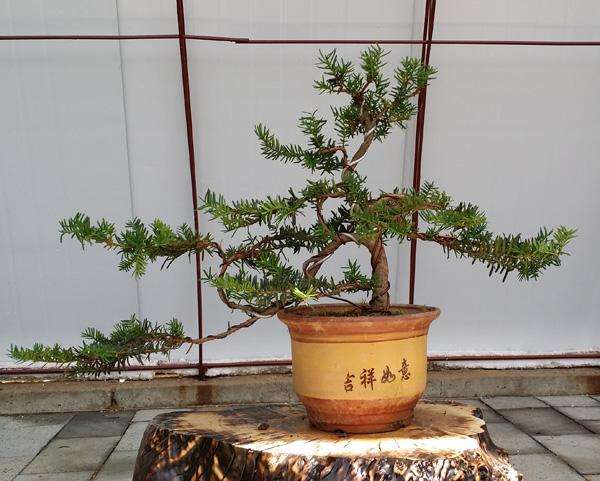 澳洲杉開(kāi)花嗎，澳洲杉如何打頂?