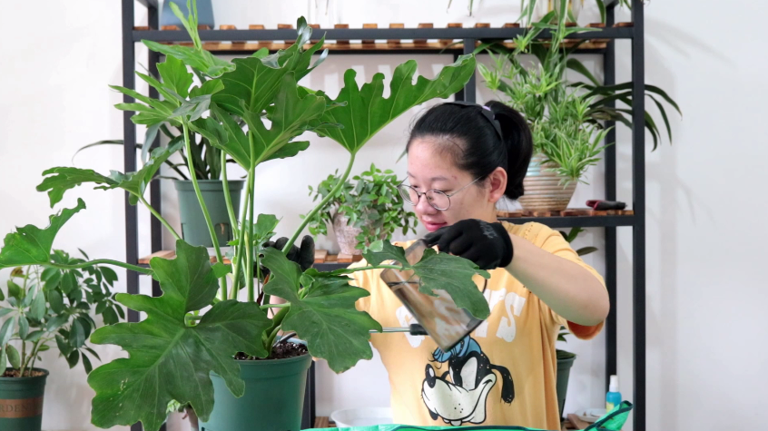 春羽什么時(shí)候換盆，春羽為什么家里不能養?