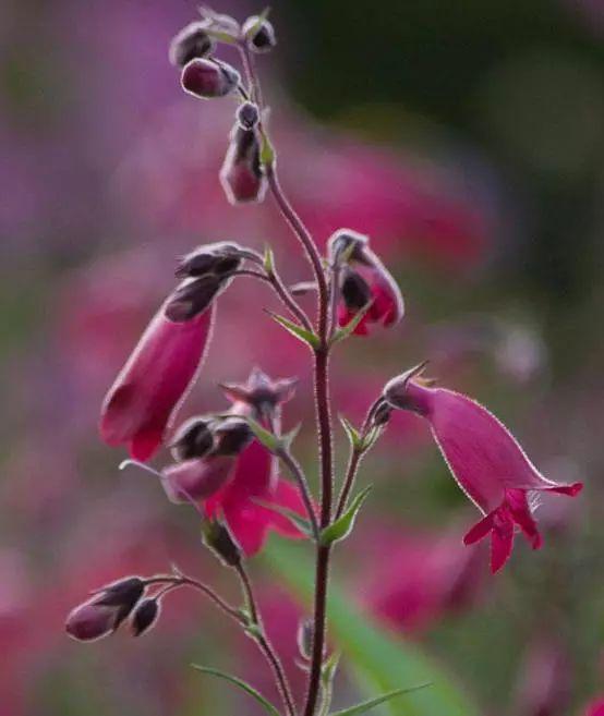 釣鐘柳的繁殖方法詳解，釣鐘柳圖片?