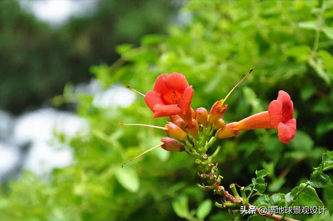 長(cháng)春蔓開(kāi)花嗎，長(cháng)春蔓和常春藤一樣嗎?