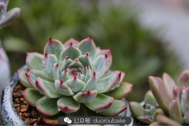 多肉白鳥(niǎo)怎么施肥，白鳥(niǎo)多肉爆盆?
