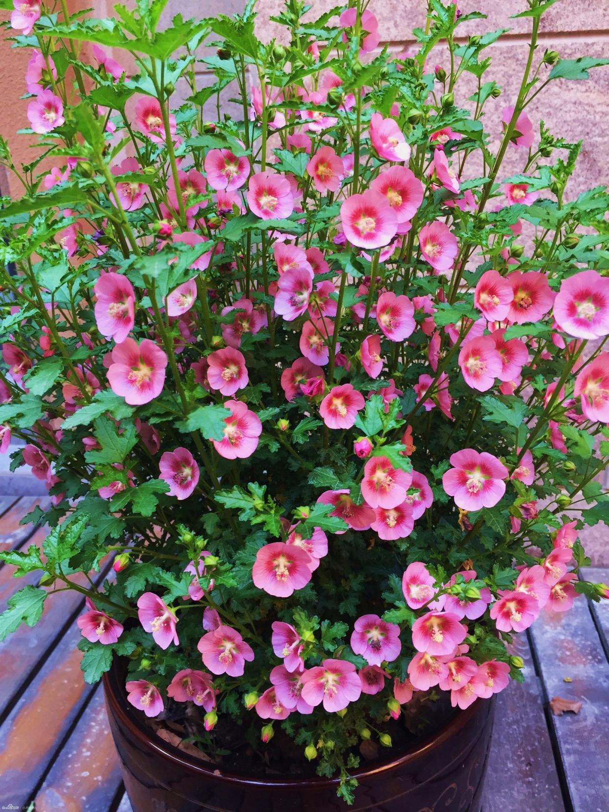 百萬(wàn)小鈴的扦插方法，小木槿扦插多久生根?