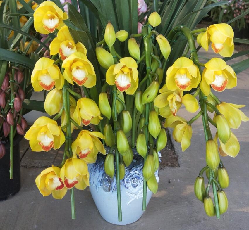 大花蕙蘭掉花苞怎么辦，有花苞了怎么澆水，大花蕙蘭有花苞了怎么澆水?