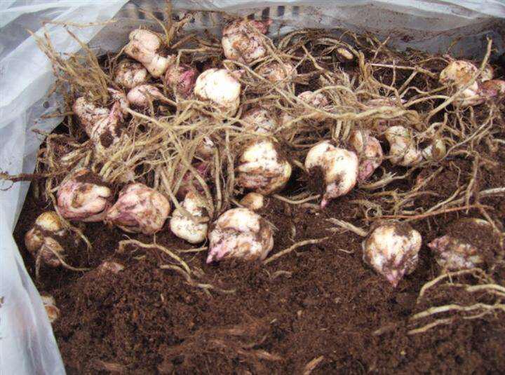 百合換盆后枯萎了的原因，怎么解決，茶花換盆后掉葉怎么辦?