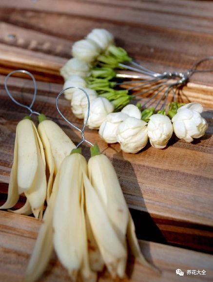 白蘭花什么時(shí)候開(kāi)花，地栽白蘭花過(guò)冬?