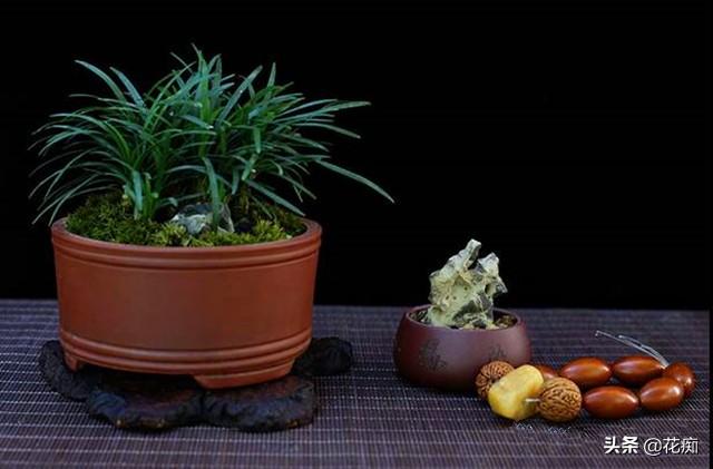 菖蒲盆景怎么過(guò)冬?，新手如何養菖蒲?