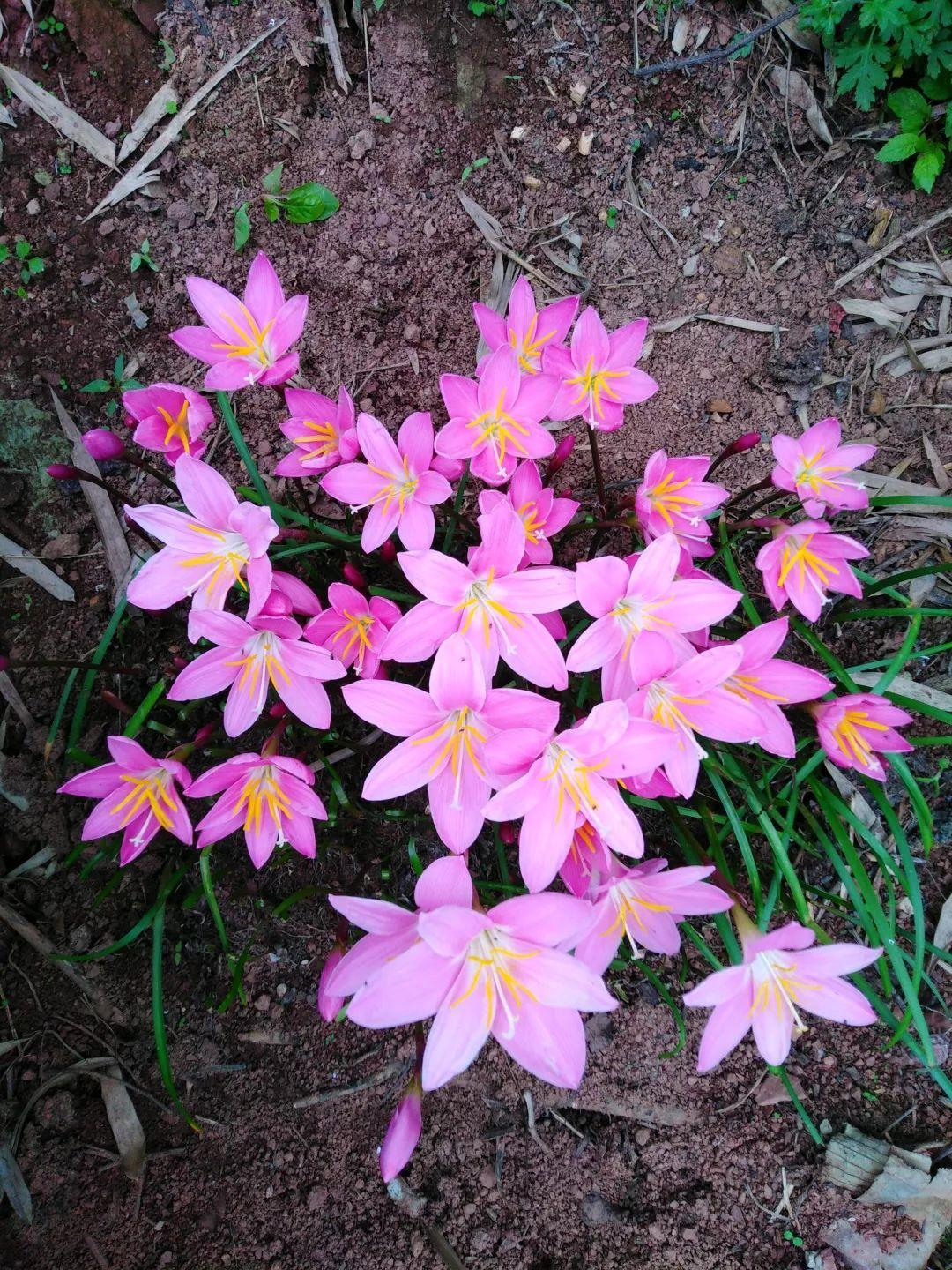 蔥蘭什么時(shí)候開(kāi)花，蔥蘭和韭蘭的區別?