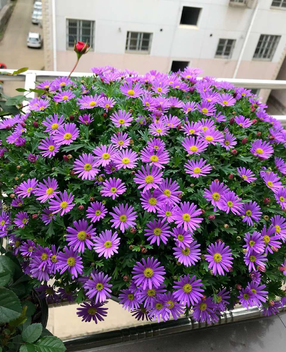 百萬(wàn)小鈴的扦插方法，小木槿扦插多久生根?