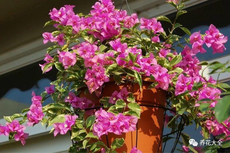 百萬(wàn)小鈴的繁殖方法，什么時(shí)候扦插，金魚(yú)吊蘭的扦插方法和注意事項?