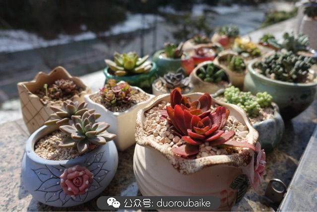 多肉白鳥(niǎo)怎么施肥，白鳥(niǎo)多肉爆盆?