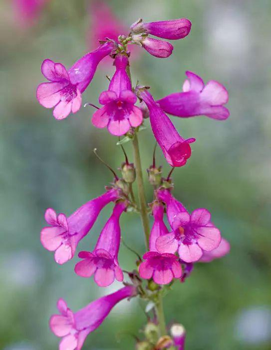 釣鐘柳的繁殖方法詳解，釣鐘柳圖片?