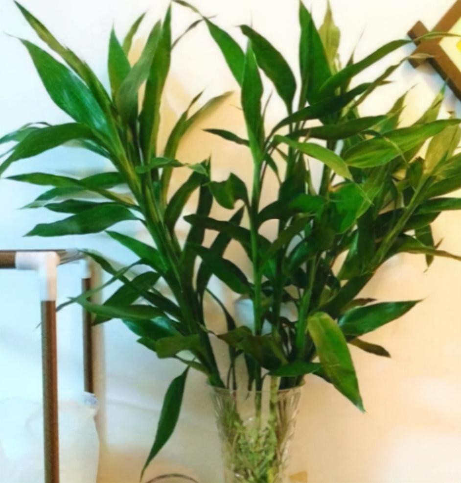 富貴竹施肥方法，用什么肥好，富貴竹怎么水養才旺盛?