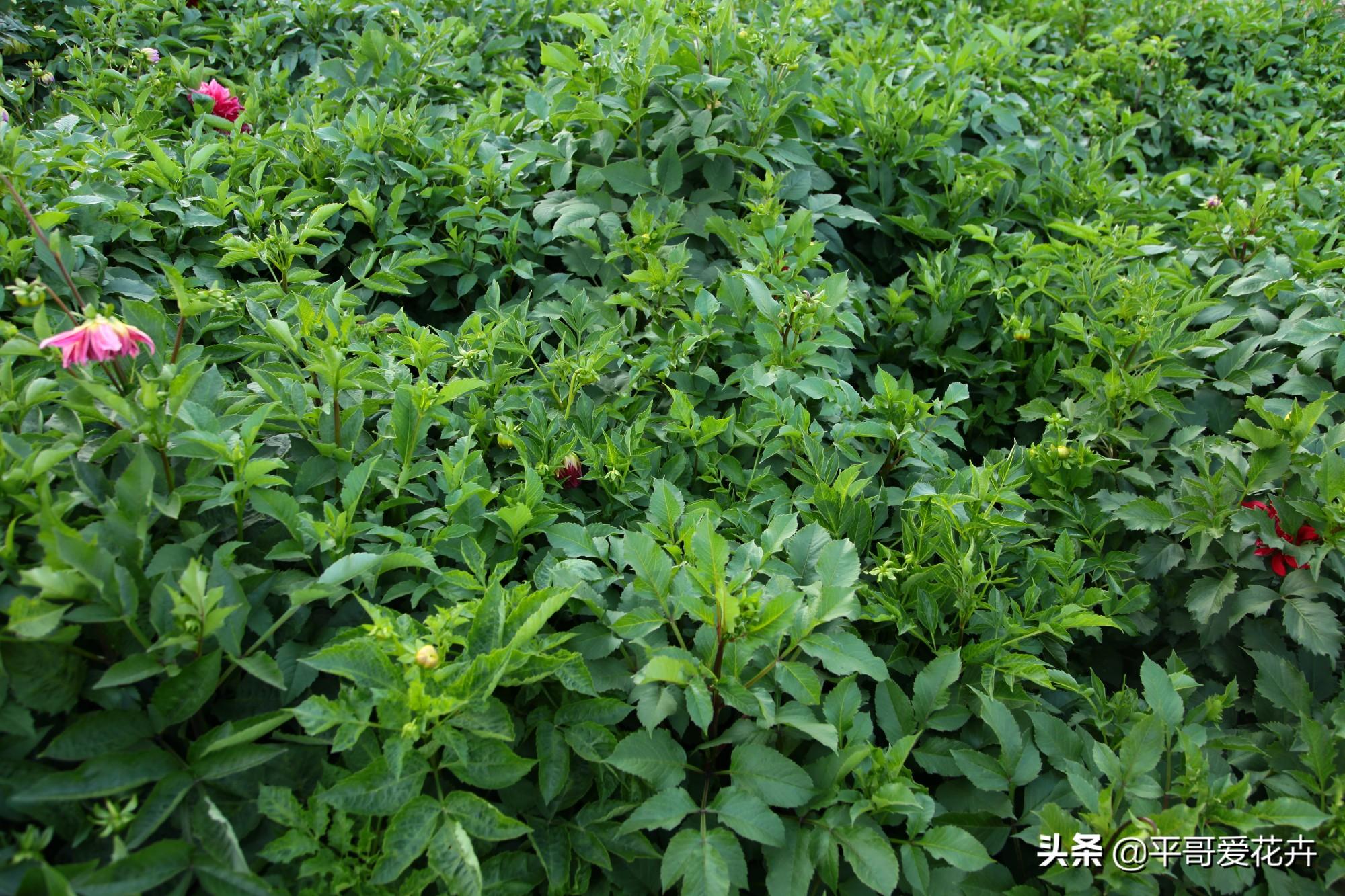 大麗花怎么過(guò)冬，冬天用挖出來(lái)嗎，大麗花能活幾年?