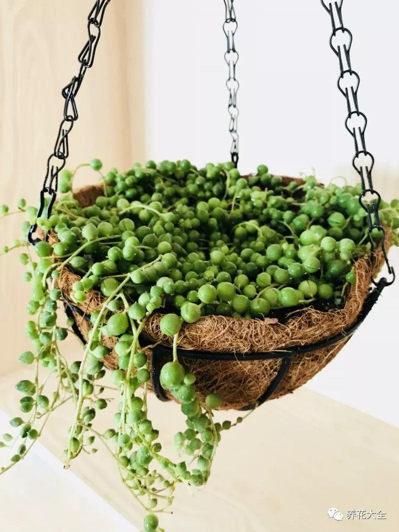 百萬(wàn)小鈴的繁殖方法，什么時(shí)候扦插，金魚(yú)吊蘭的扦插方法和注意事項?