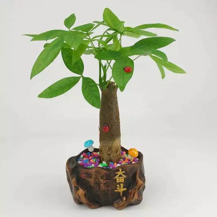 家養發(fā)財樹(shù)怎樣過(guò)冬，能用硫酸亞鐵水澆嗎，招財樹(shù)冬天怎么養?