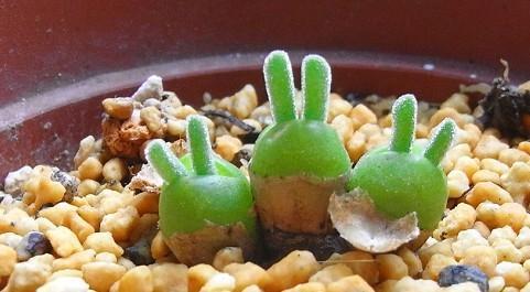 碧光環(huán)怎么播種，碧光環(huán)怎么保持短耳朵?