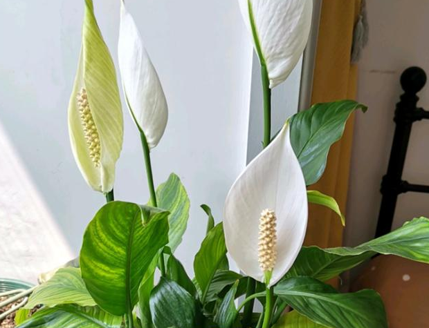 白掌葉子長(cháng)勢茂盛就是不開(kāi)花的原因，形容花草長(cháng)得十分茂盛?