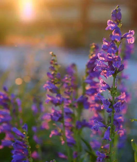 釣鐘柳的繁殖方法詳解，釣鐘柳圖片?